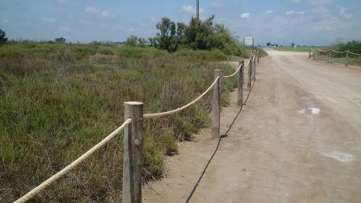 vegetación, serrallo, parque natural delta del Ebro, protección, hábitat, actuación, playa