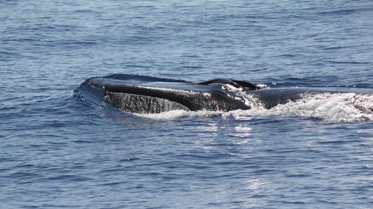 El número de avistamientos de ballenas se duplica este 2016