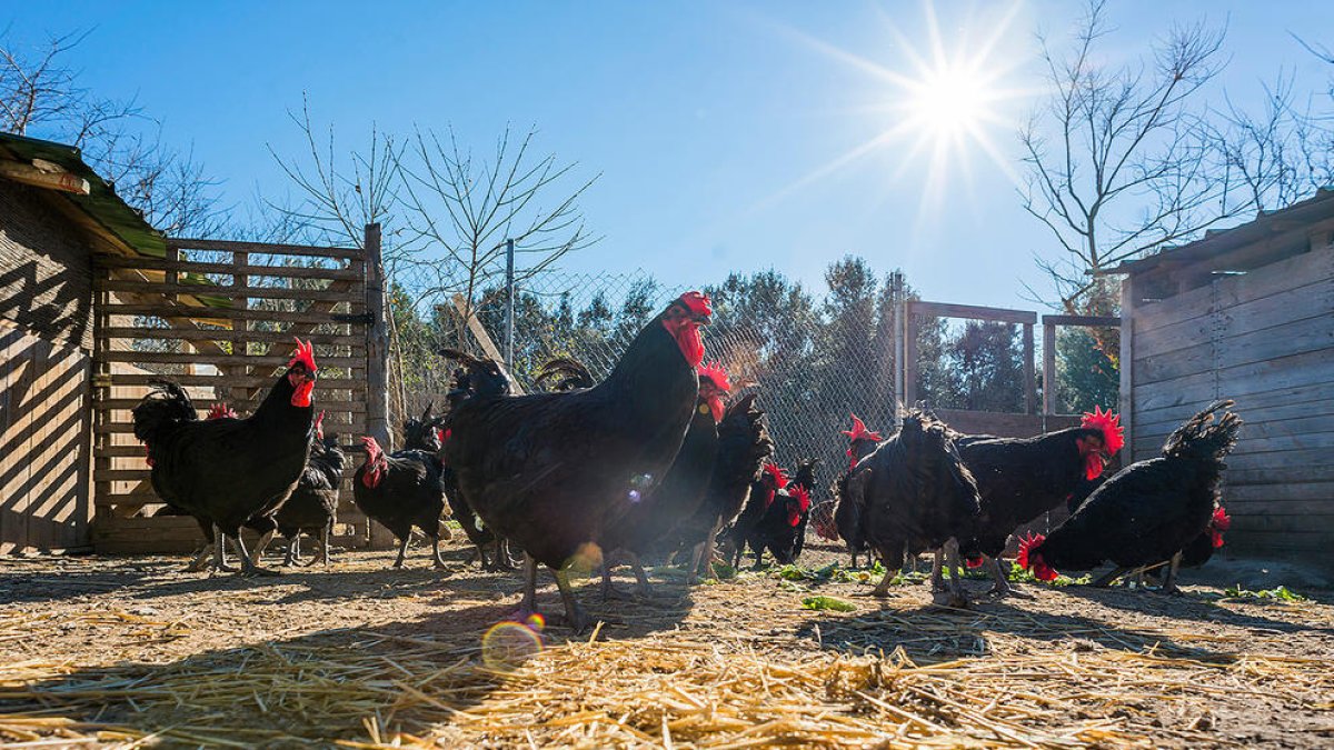 El Gall del Penedès rep el segell de qualitat europeu