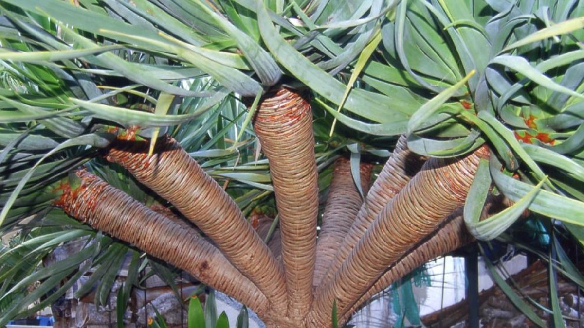 Enamora't d'una planta en perill