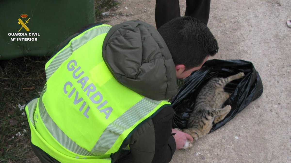 Investigan a un vecino de la Secuita por matar gatos con un lazo