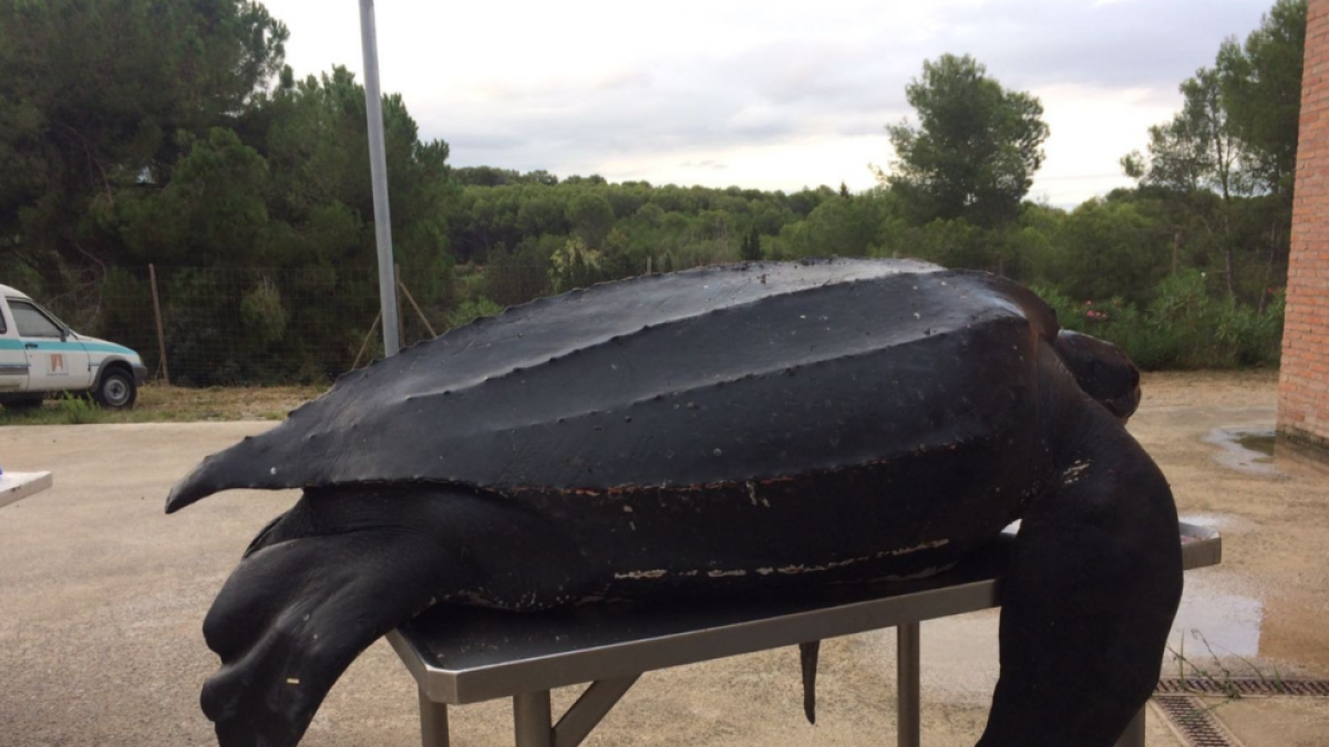 Troben un exemplar mort de l'espècie de tortuga marina més gran del món a Vilanova