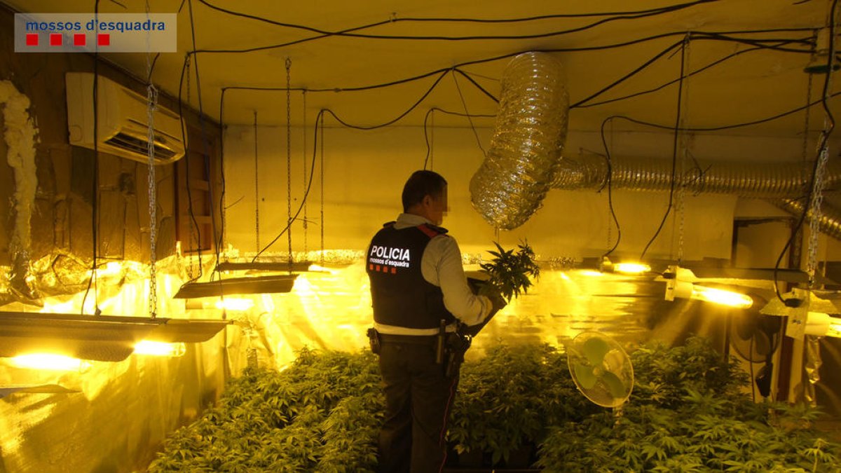 Desmantellen una plantació de marihuana amb 340 plantes en una casa a Reus