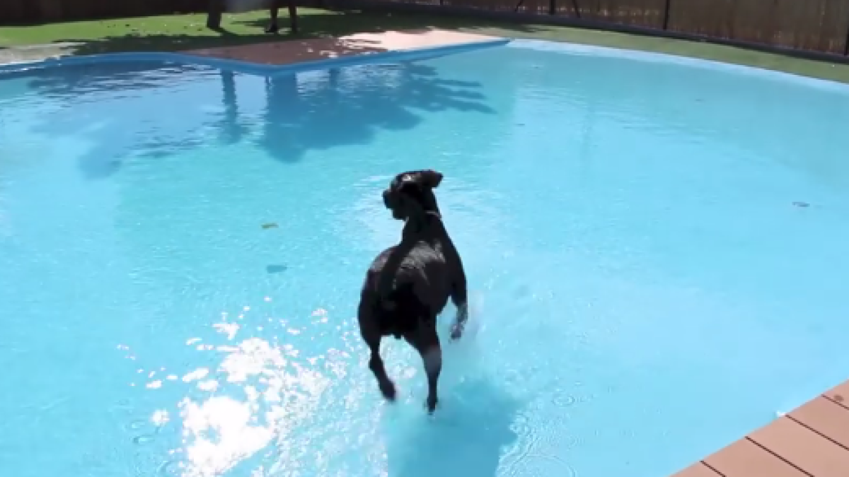 Los animales de compañía también disfrutan del ocio durante las vacaciones