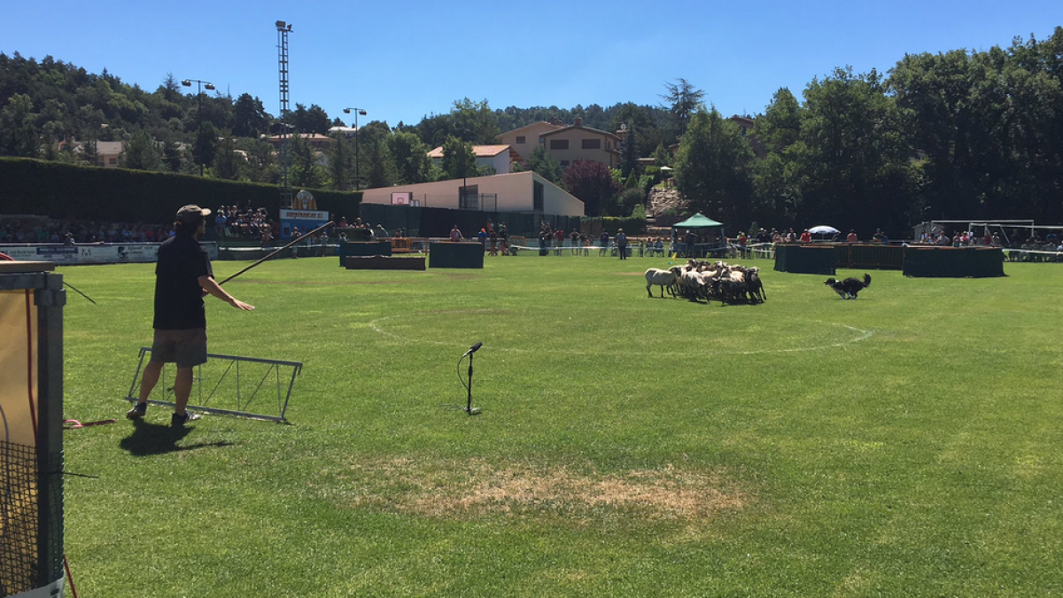 El gos Gandalf guanya el XXIX concurs de Gossos d'Atura de Prades