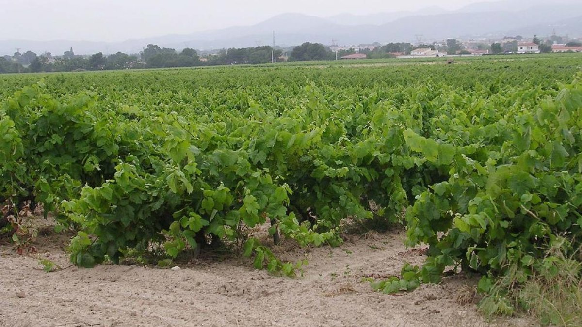 La Terra Alta trabaja para crear una Ruta del Vino para potenciar el enoturismo en la comarca