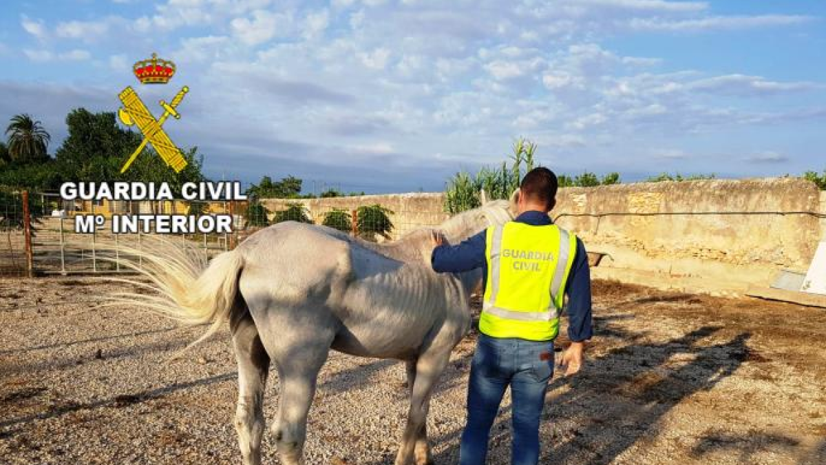 Detingut per deixar el seu cavall durant 10 dies sense menjar ni aigua