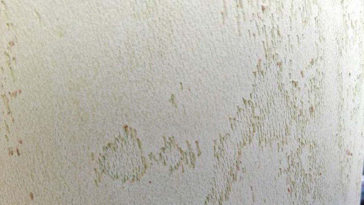 Veïns de Vila-seca es queixen d'una plaga d'insectes als plataners