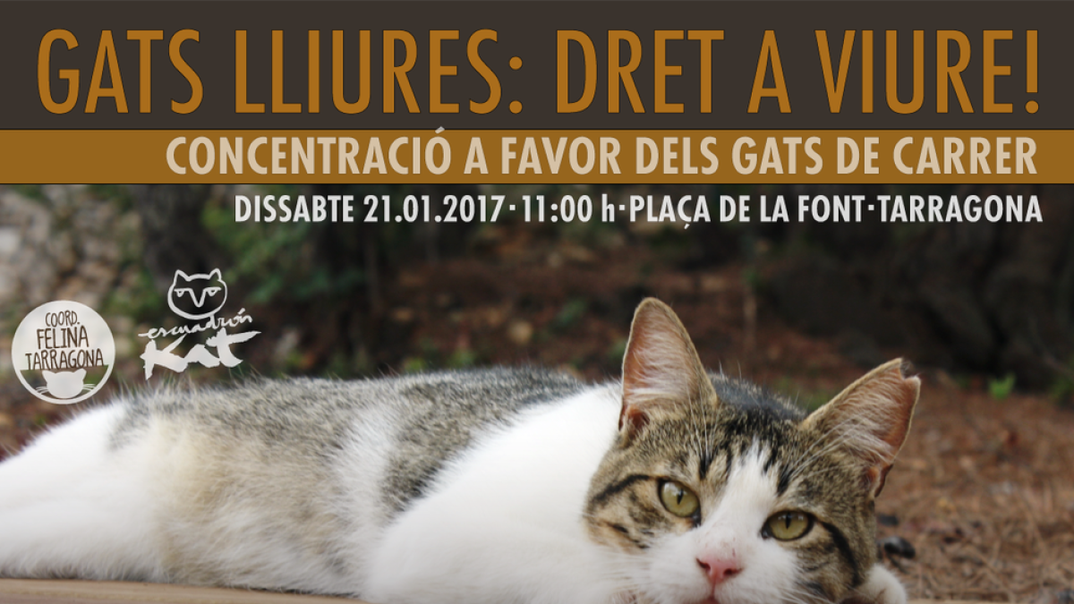 Concentración en Tarragona a favor de los gatos callejeros