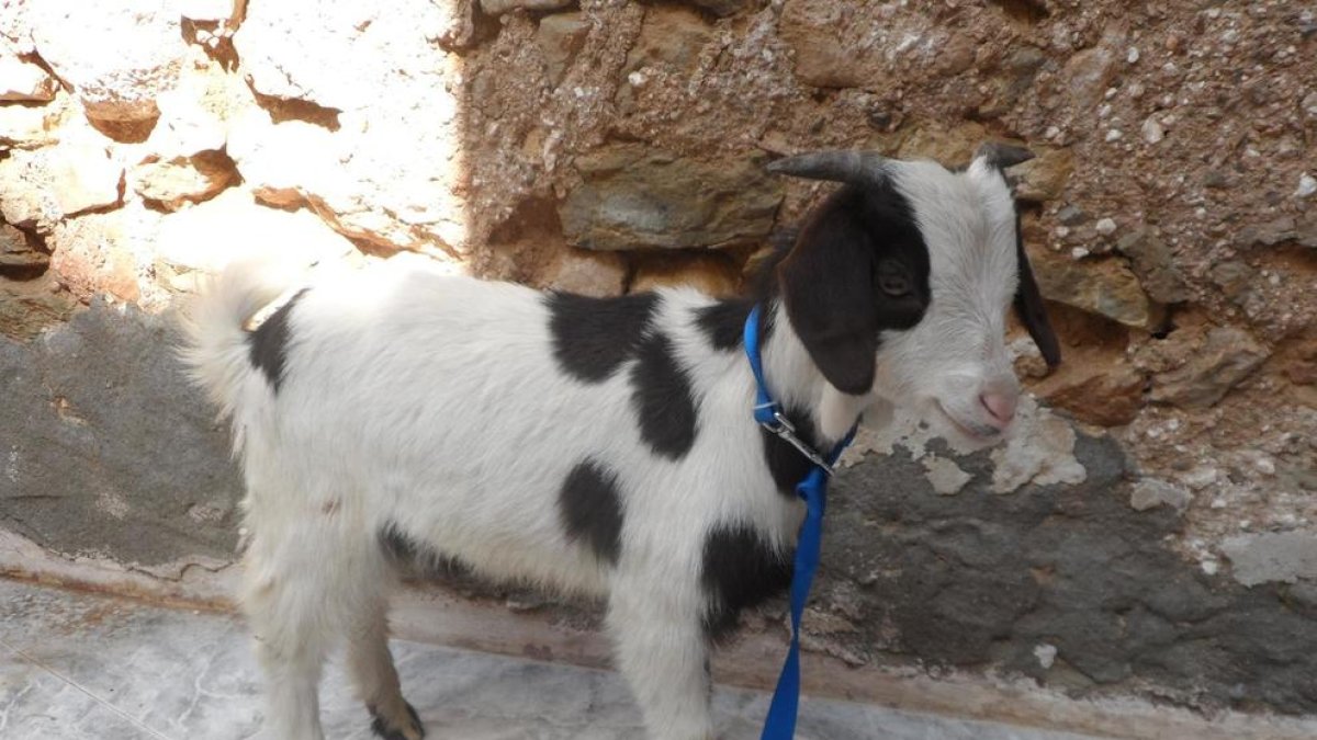 La cursa de BTT de Tivissa 'A per la cabra' canvia el premi d'una cabra per una escultura