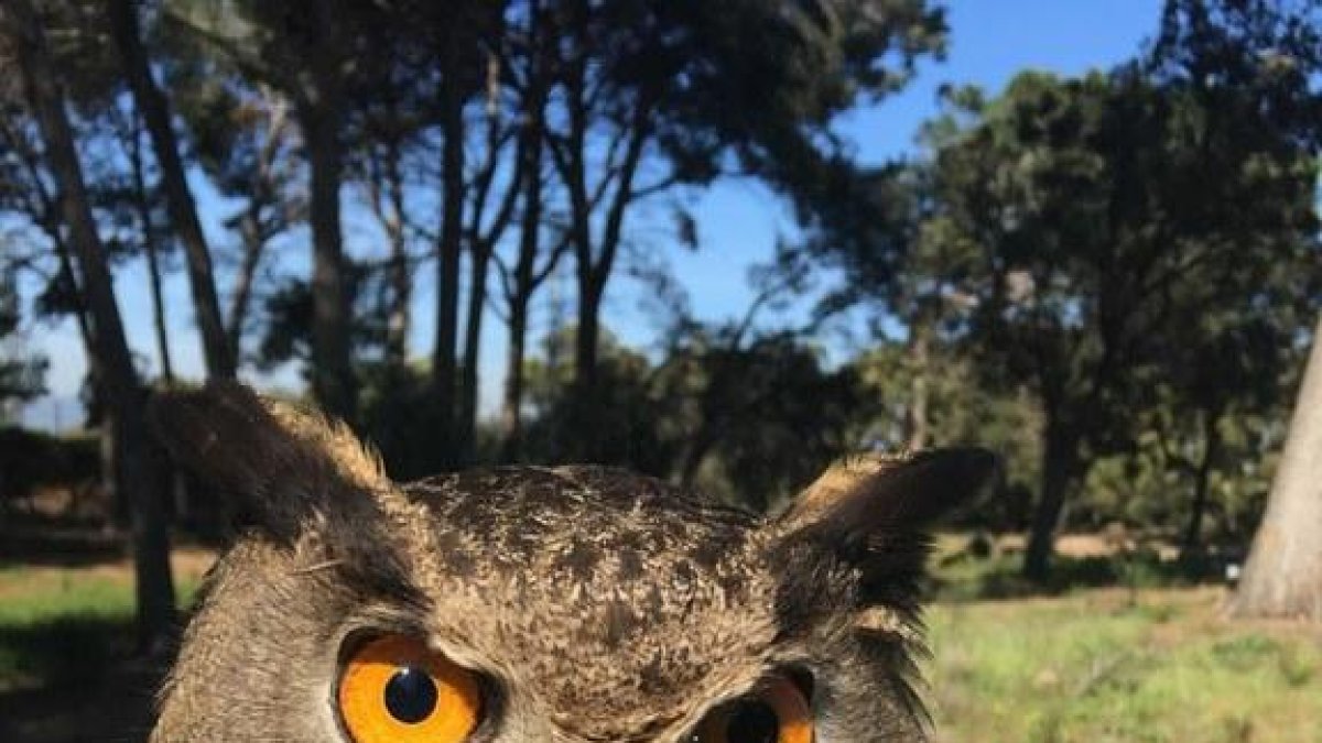 La Policia Local de Cambrils rescata un gran duc al Mas de la Foresa