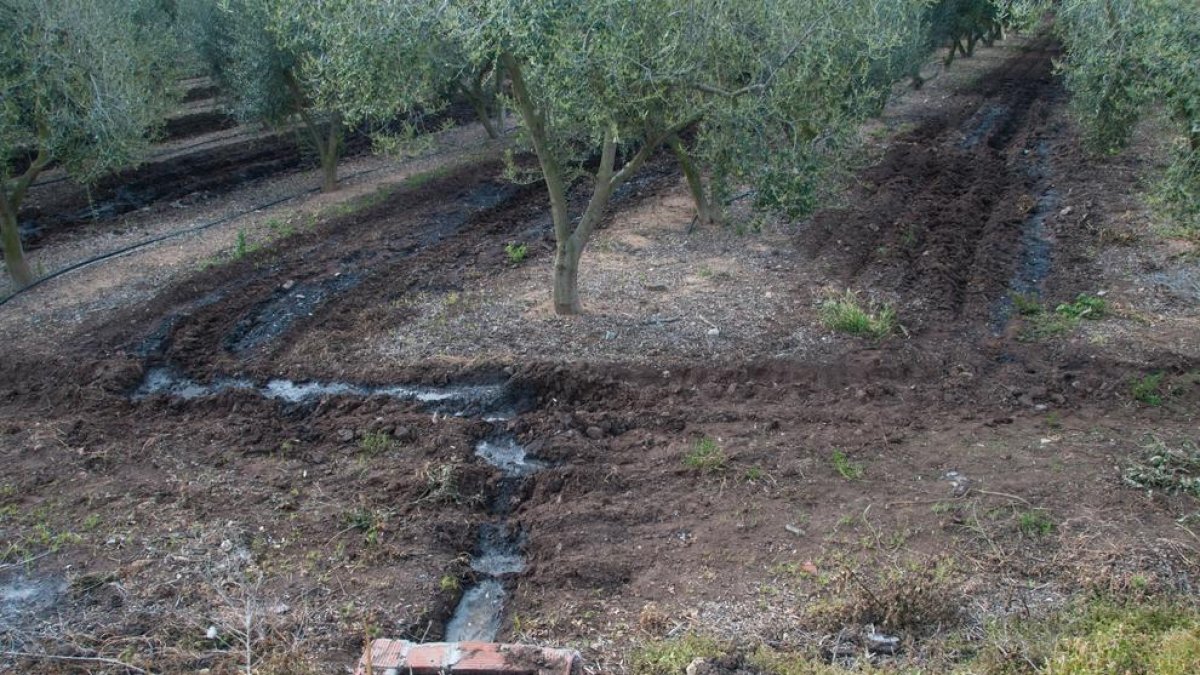 Un informe del Síndico fija Reus entre los municipios contaminados de purines