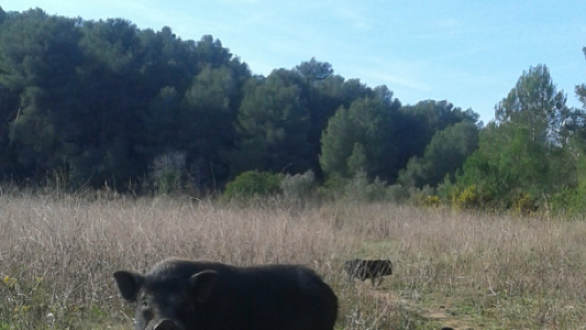 Els porcs vietnamites i els híbrids assilvestrats s'acosten a la ciutat