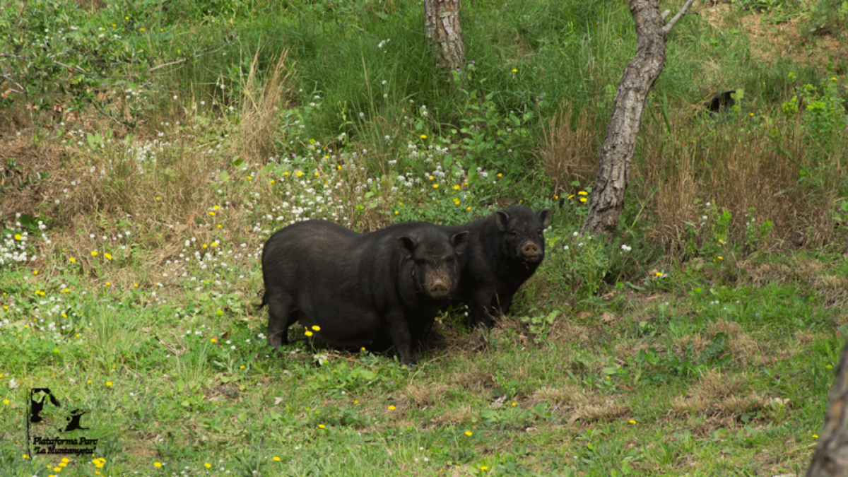 Dos cerdos vietnamitas se pasean por el parque de Sant Pere i Sant Pau