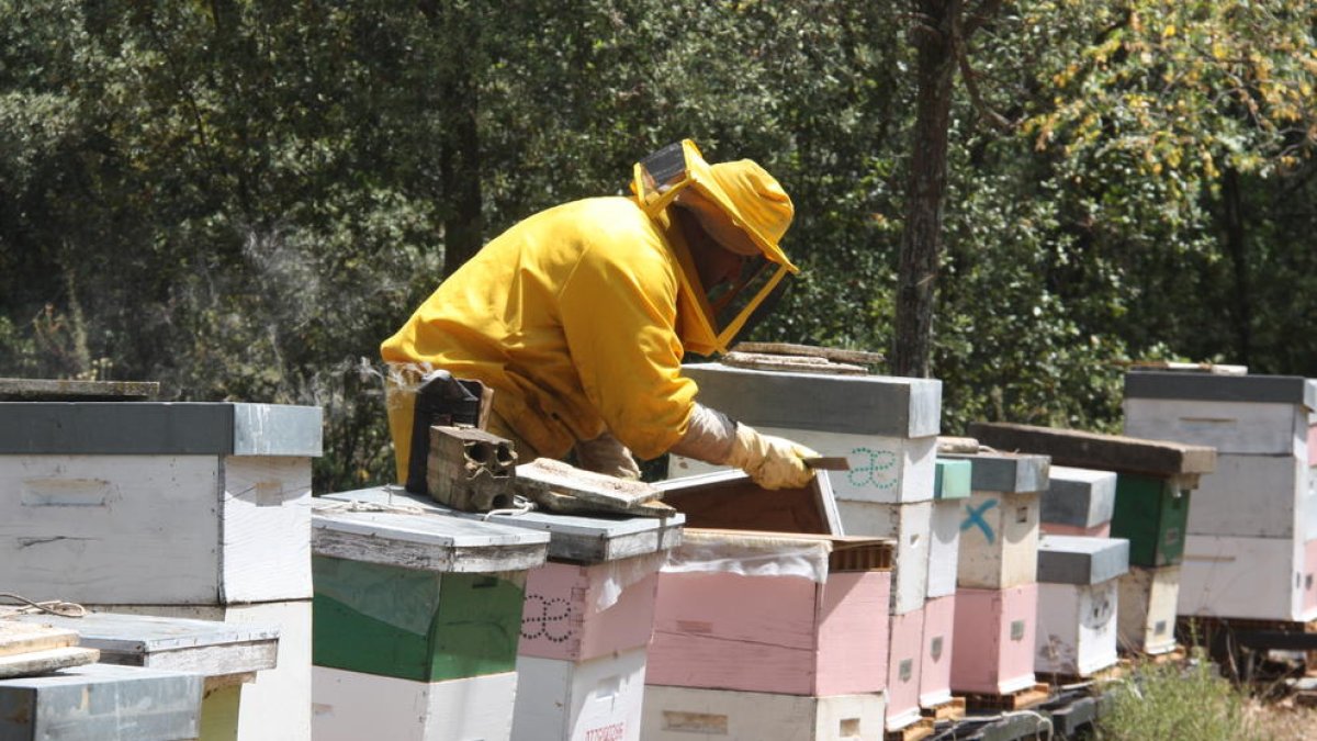 La mel del Perelló arriba fins a Taiwan