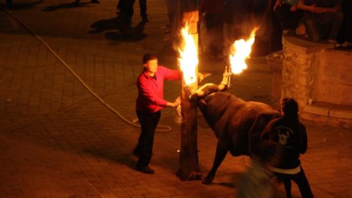 Denuncian infracciones muy graves en un buey embolado de Amposta y en los correbous de Aldover