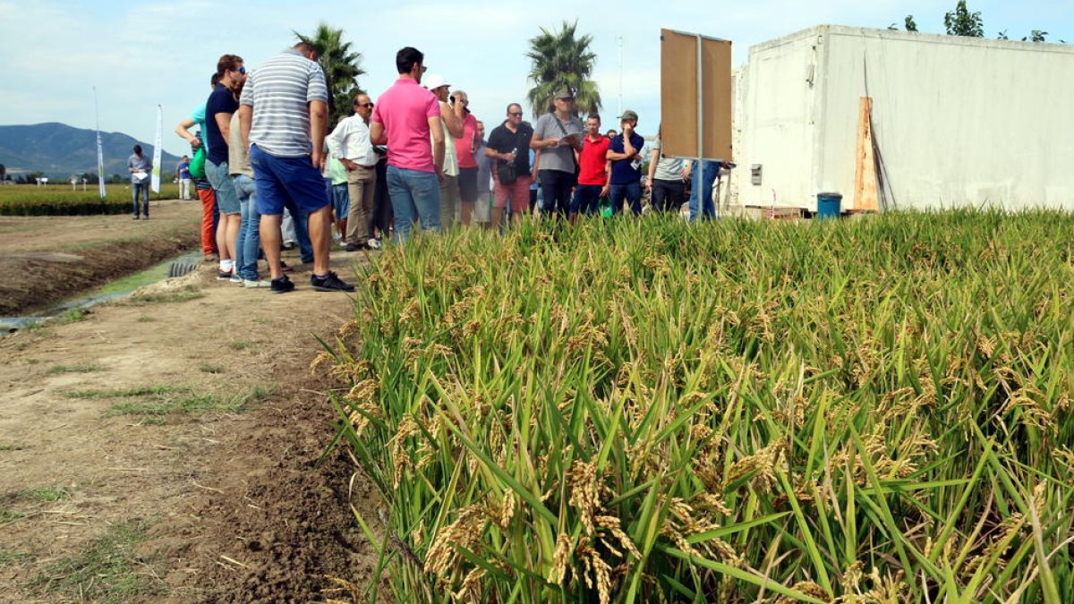 planta, oxígeno, variedad, Agricultura, riego, arroz, Sembra en seco, IRTA, Meritxell Serret, estudio, consellera, salinidad