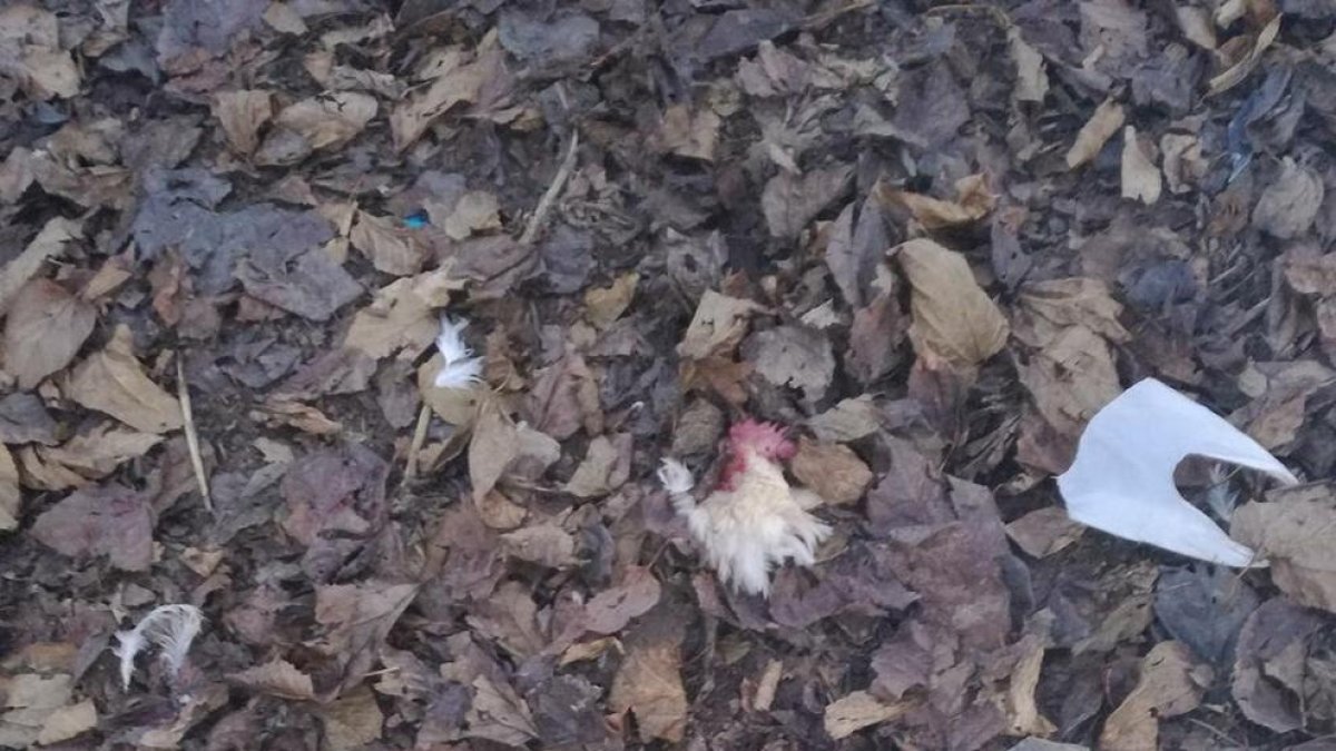 Encuentran los restos de dos gallinas decapitadas en un supuesto ritual de santería