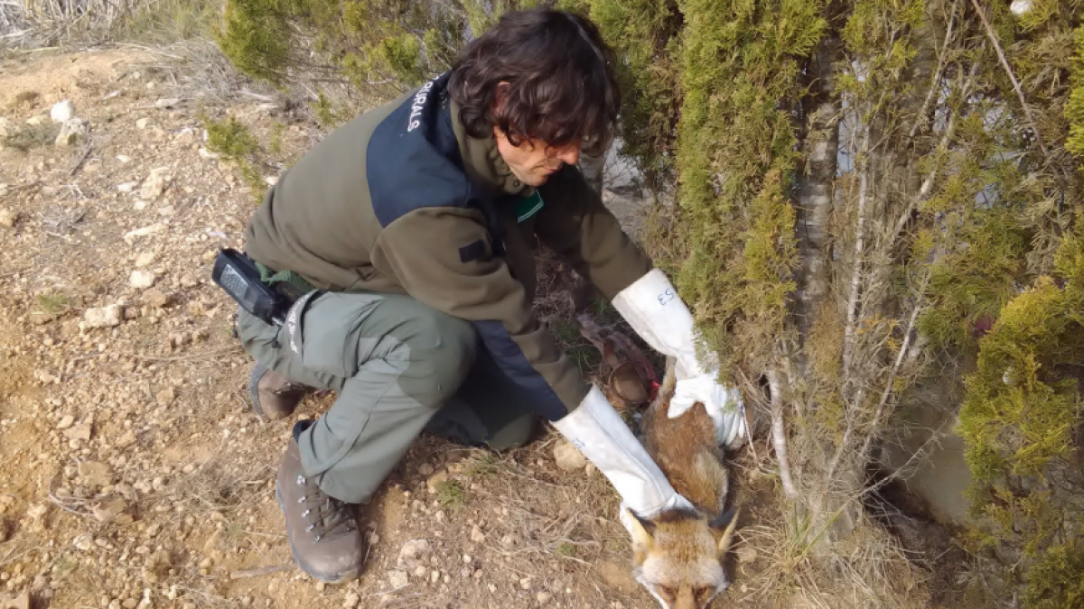 Denunciat per maltractament animal en caçar una guineu amb mètodes il·legals