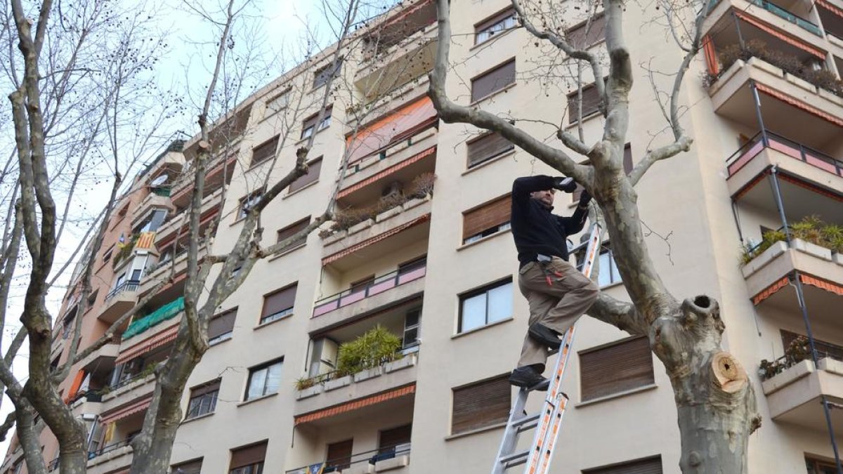 Reus pone en marcha sistemas sonoros para asustar a los estorninos