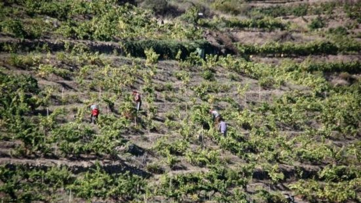 Un estudi afirma que vinya del Priorat protegeix la biodiversitat de la comarca