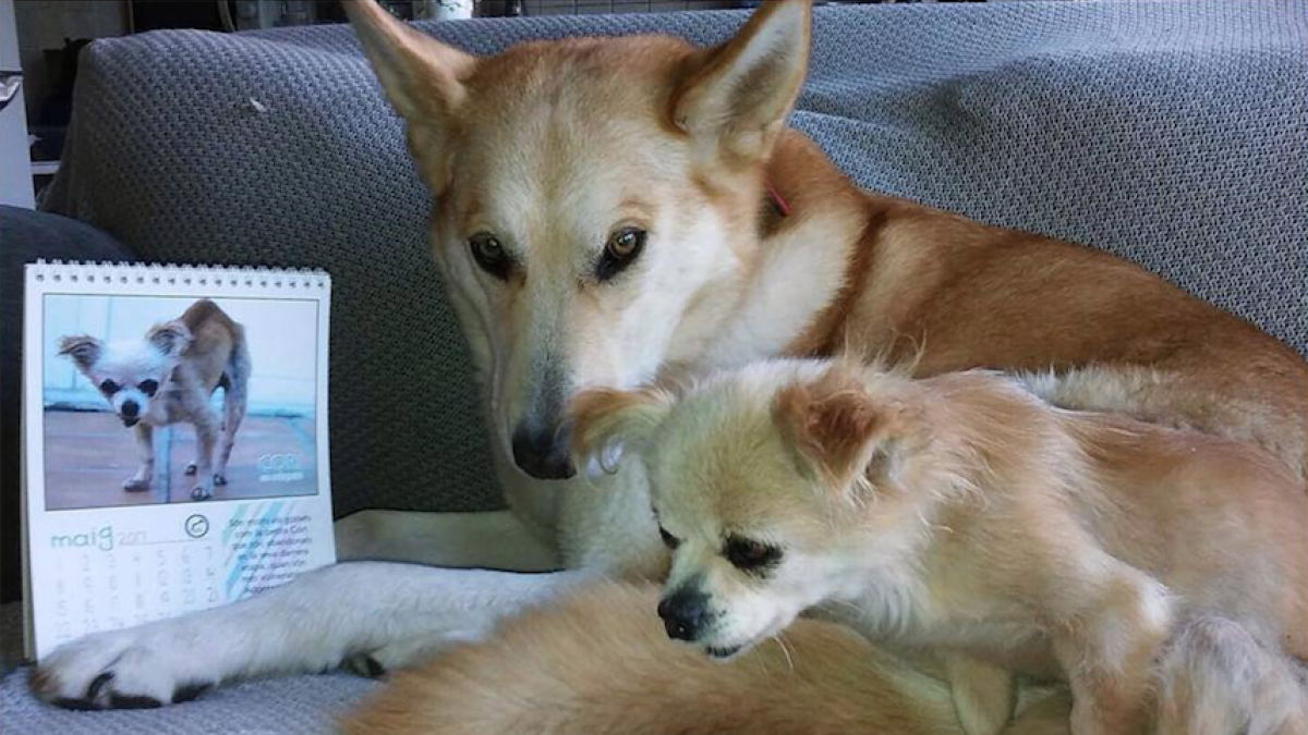 Un calendario solidario con animales abandonados como protagonistas