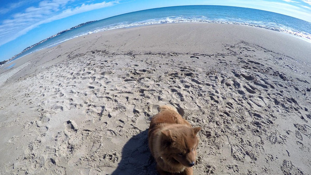 Els gossos ja no podran entrar a les platges de Cambrils