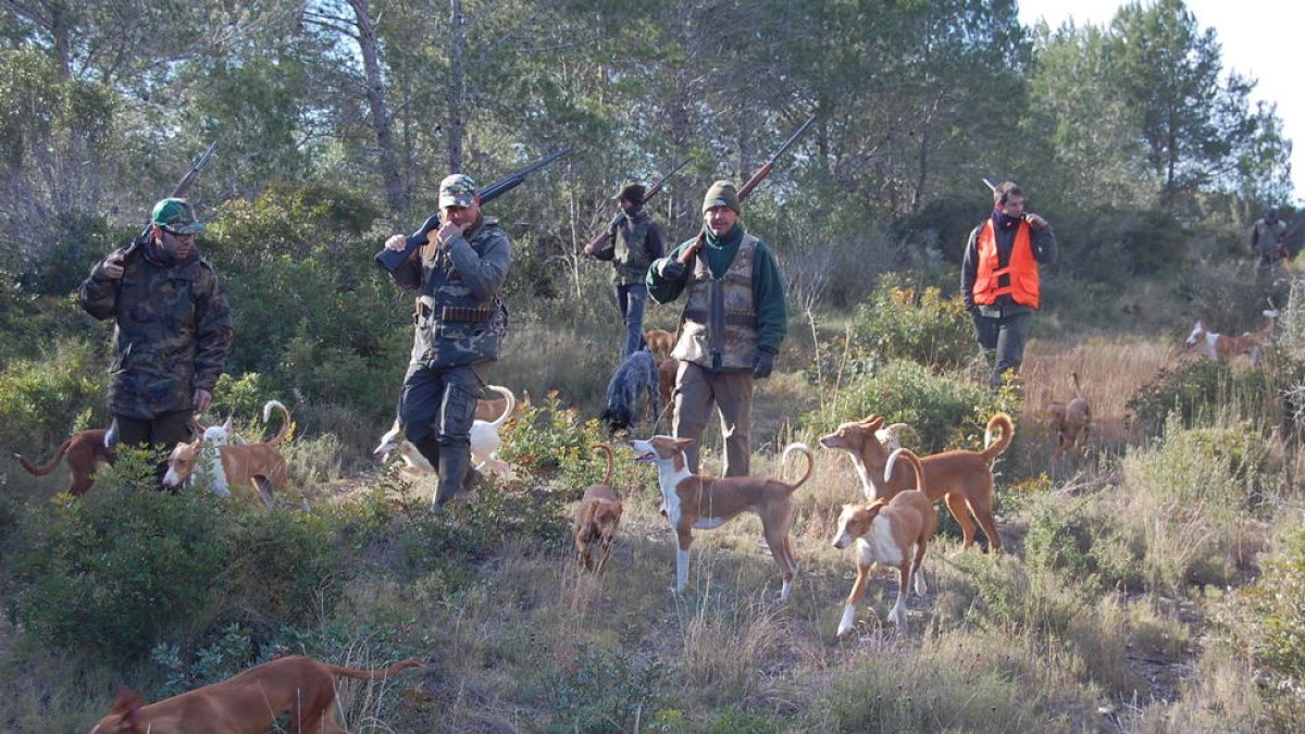 Els caçadors tarragonins demanen més pressió per controlar el porc senglar