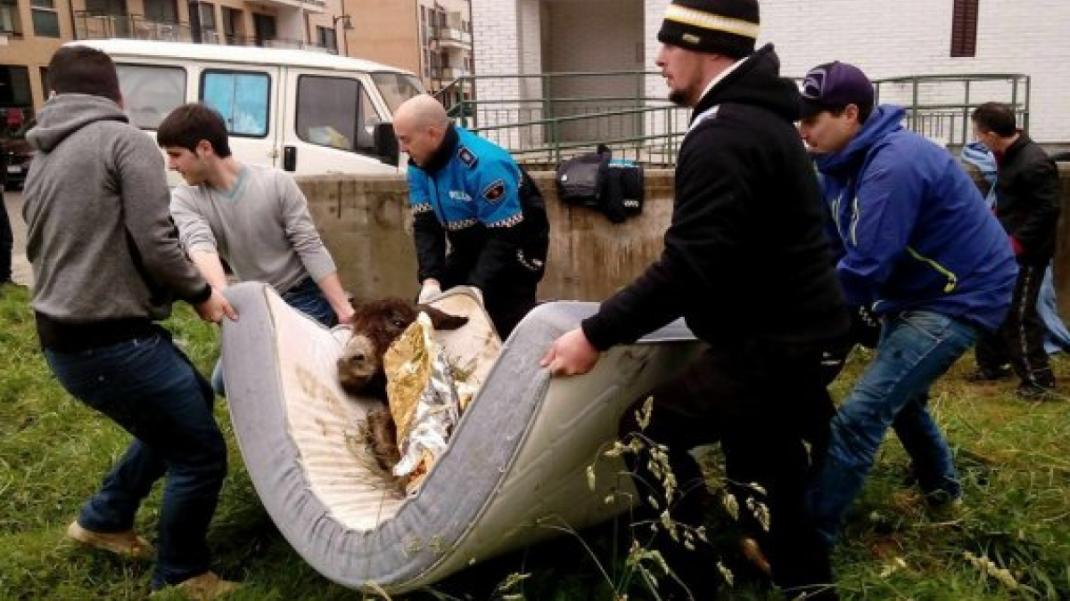 Nueve meses de prisión por dejar morir la burra Margarita