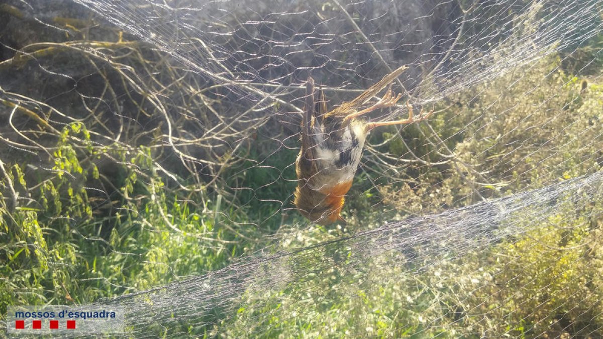 Investigat un caçador furtiu d'ocells al Catllar