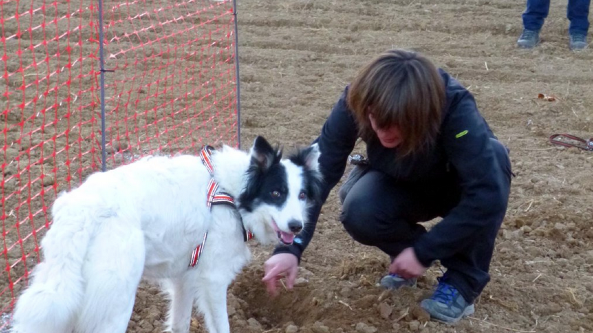 El primer Concurs de gossos tofonaires se celebrarà el 14 de gener