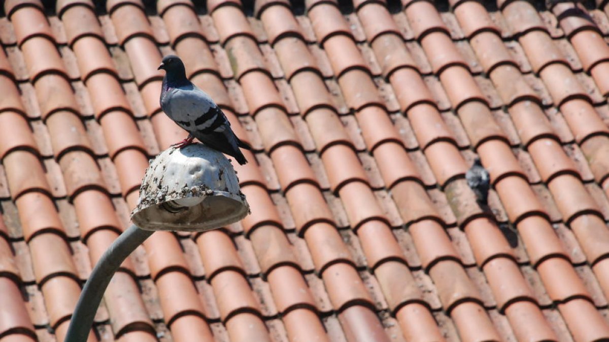 La Diputació destina gairebé mig milió d'euros per combatre insectes i coloms