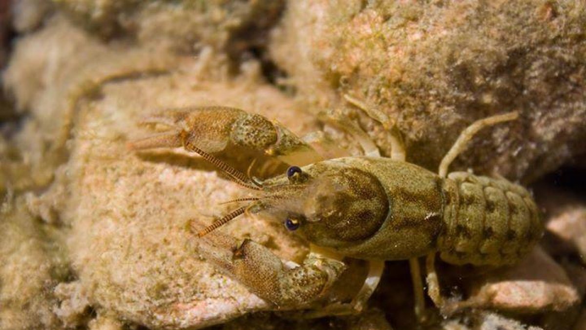 Se localiza una nueva población de cangrejo de río autóctono en la Terra Alta