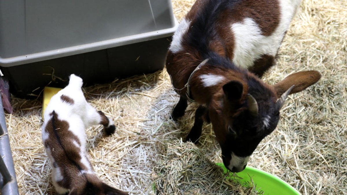 El 8è Bestial assisteix al naixement d'una cabra que es dirà Fira