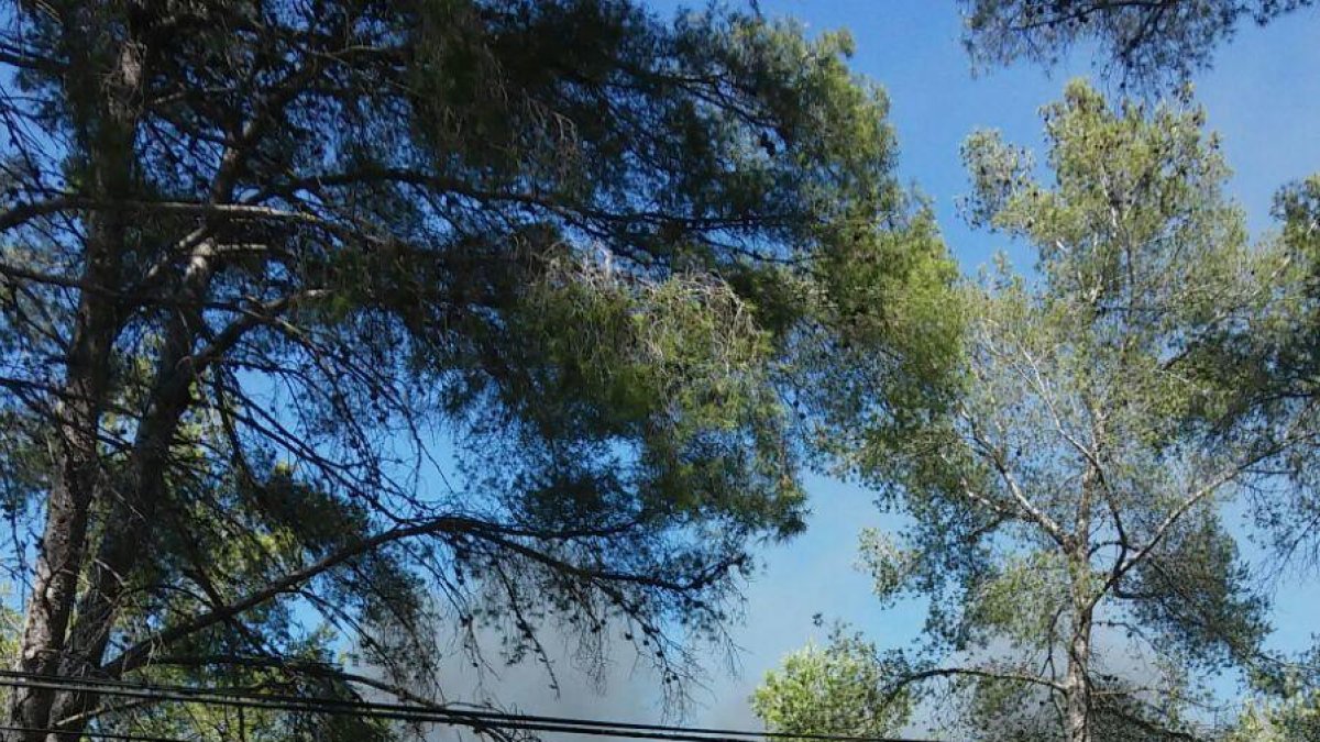 Un incendi crema vegetació al barri de  Sant Salvador