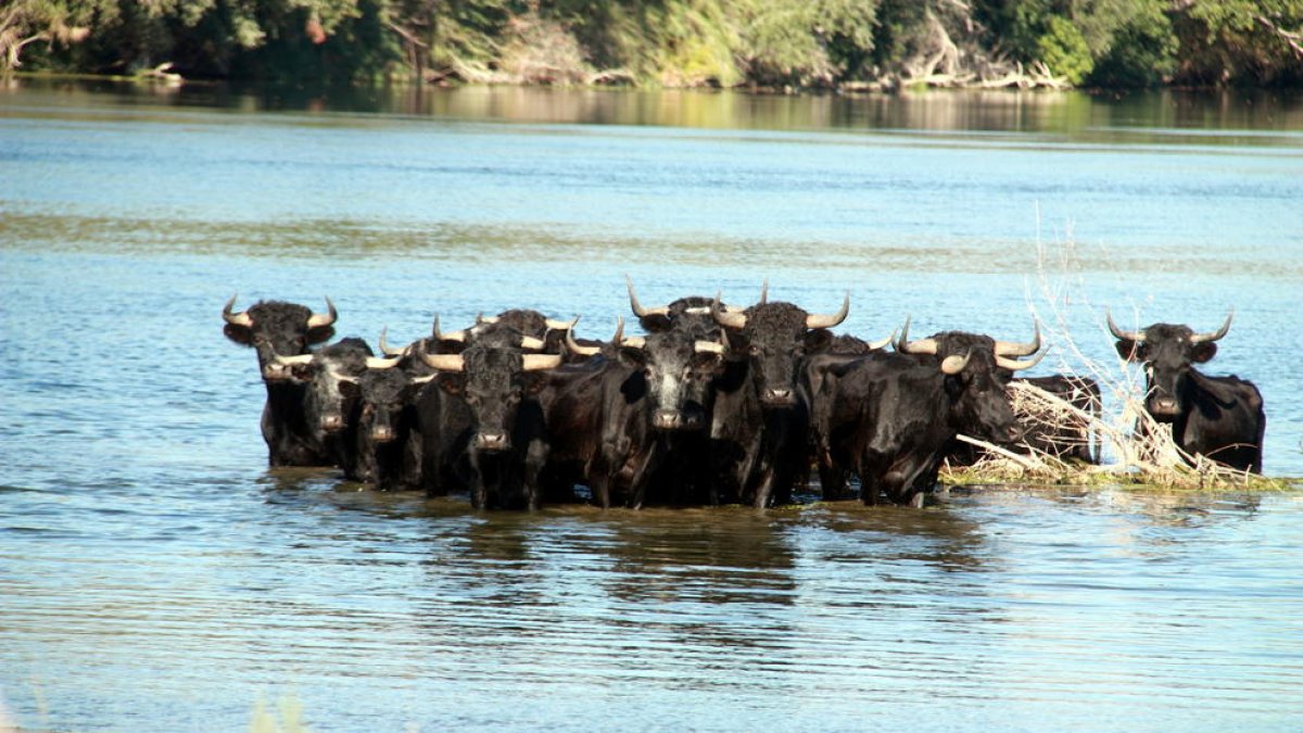 El Govern es retracta i no sacrificarà els braus de l'Illa dels Bous del riu Ebre