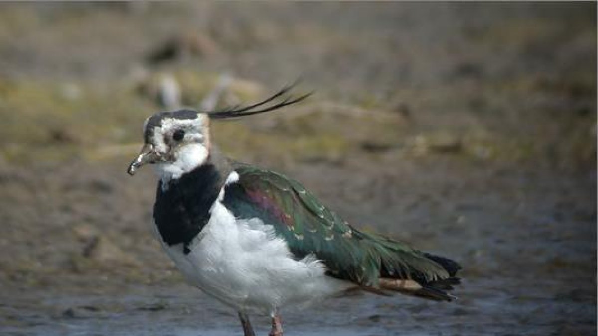 Se cae un 20% la población invernal de aves acuáticas al Delta del Ebro