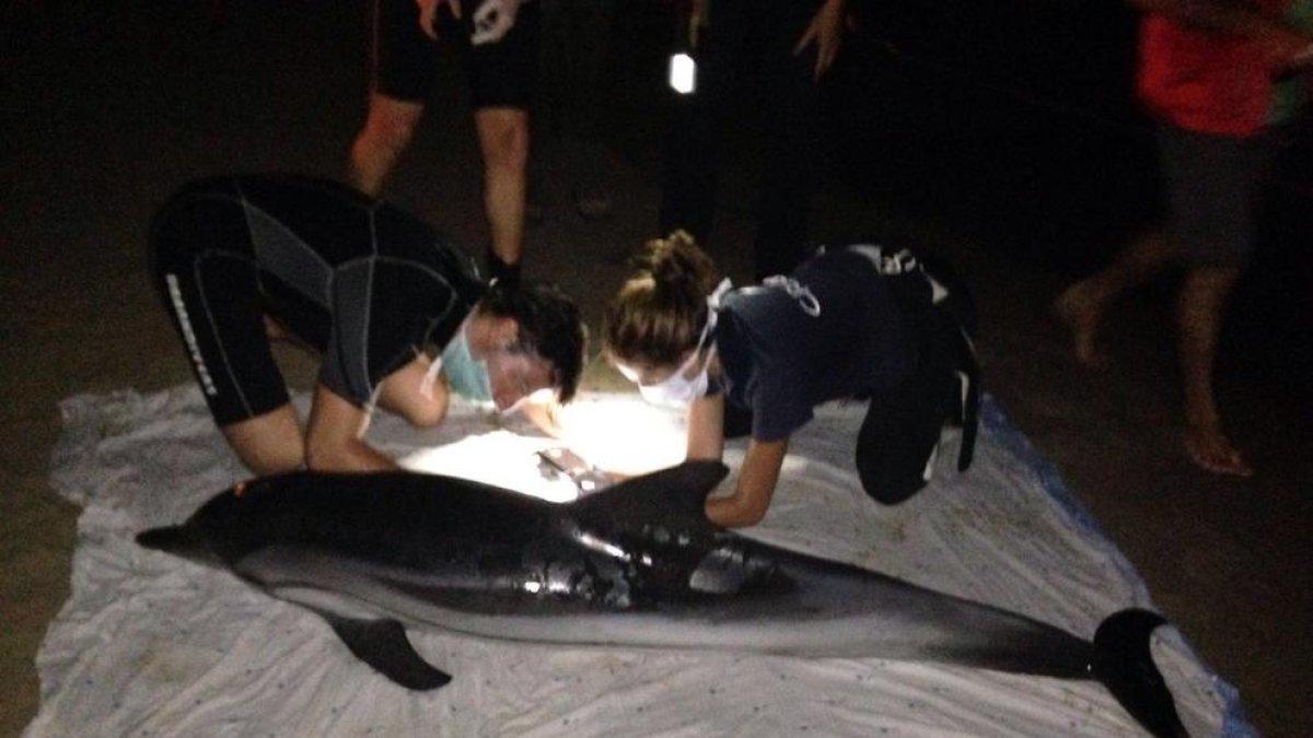 No aconsegueixen salvar el dofí llistat que va aparéixer a la platja de la Móra