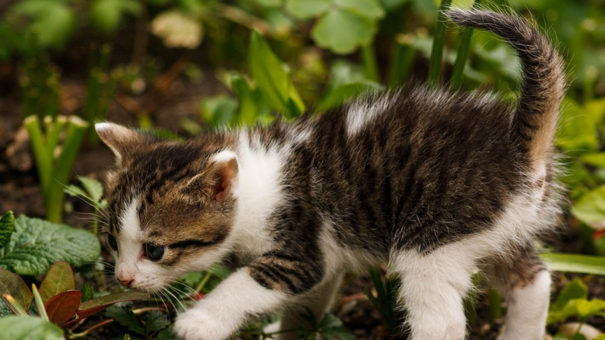 Mata un gato a golpes y agrede a la testigo que se lo recriminó
