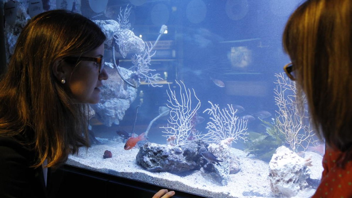 Pasado, presente y futuro del mar Mediterráneo en una exposición en CaixaForum Tarragona