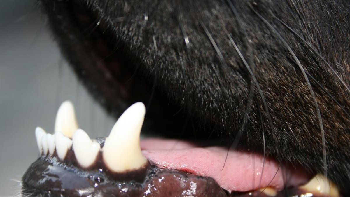 Un perro de raza peligrosa muerde a una niña de 4 años en el polígono Francolí