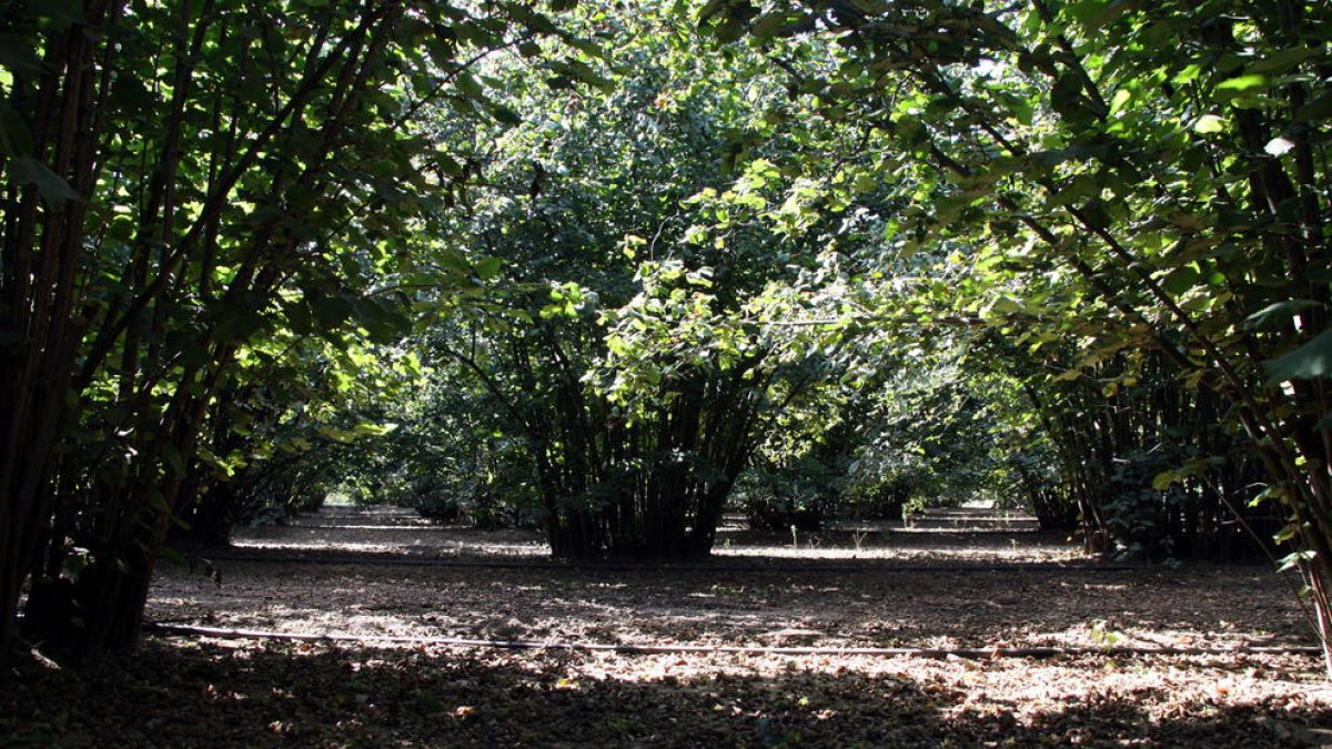 Els pagesos catalans perden 20 milions d'euros l'any amb la nova PAC