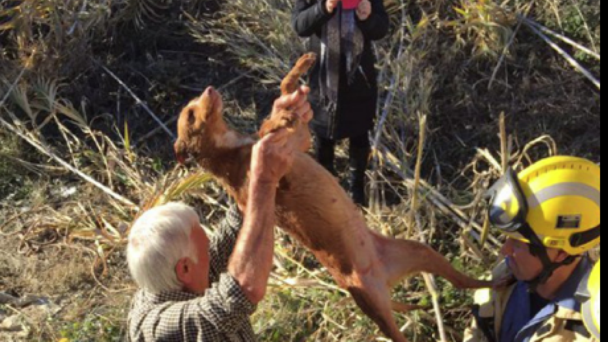 Rescaten un gos que havia caigut en un pou de 9 metres a la Canonja