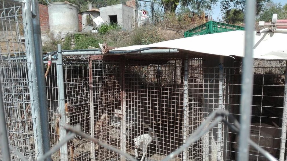 Veïns denuncian que a la perrera ilegal de Calafell todavía quedan animales