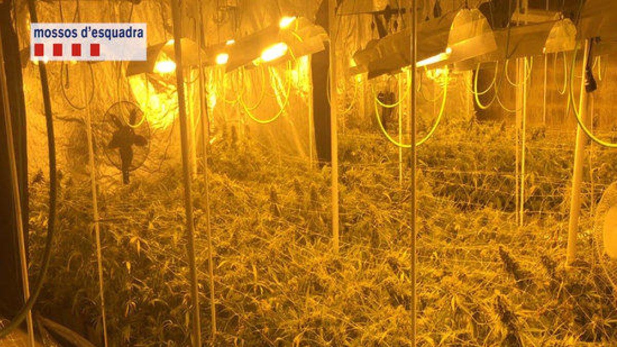 Tres detinguts i dues plantacions de marihuana desmantellades al Baix Ebre i Montsià