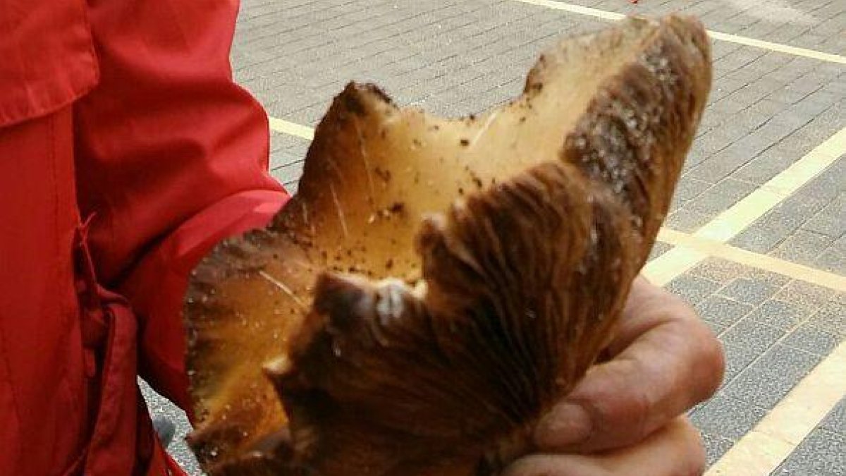 Los árboles de la plaça Vella del Vendrell ya han sido retirados