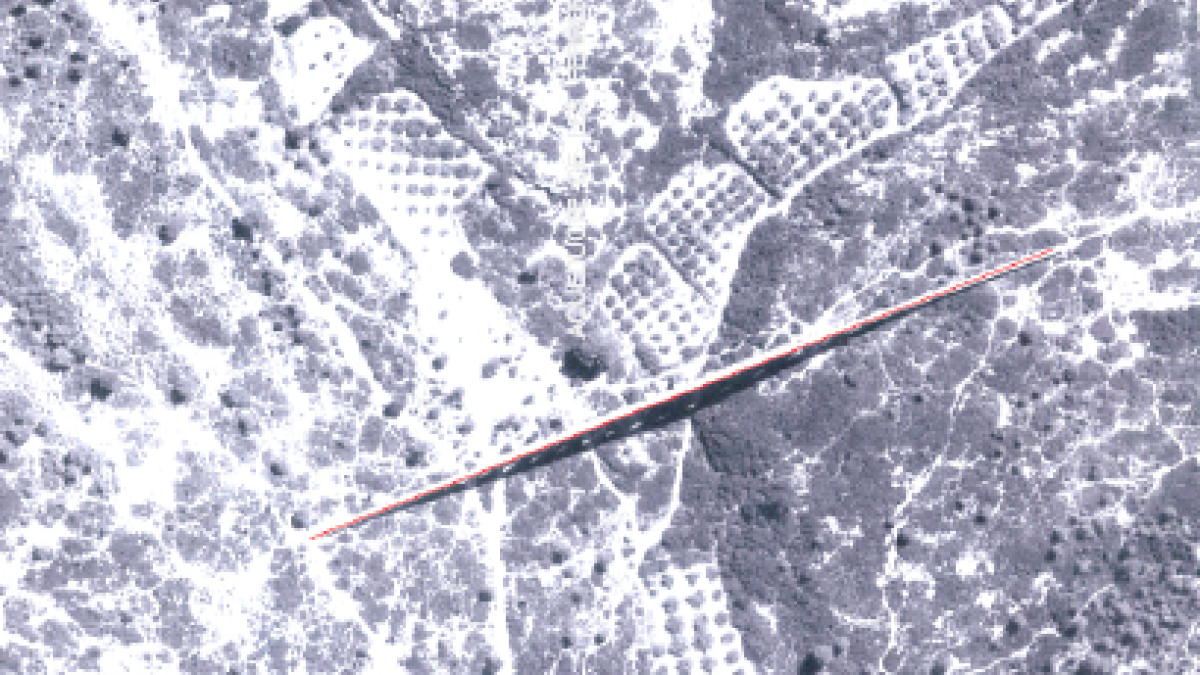 Limonium vol recuperar el paisatge de conreu de secà a la finca del Pont Diable
