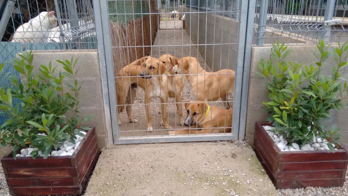 «La gossera comarcal no resoldrà els problemes de saturació actuals»