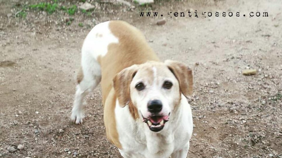 Denuncien la «retenció» de quatre gossos de Reus a la protectora Ampare