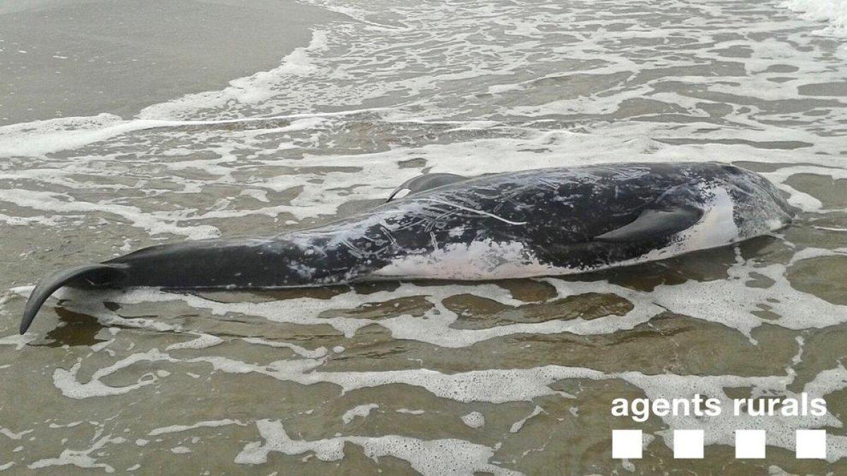 Encuentran un delfín calderón gris muerto en una playa del Delta de l'Ebre